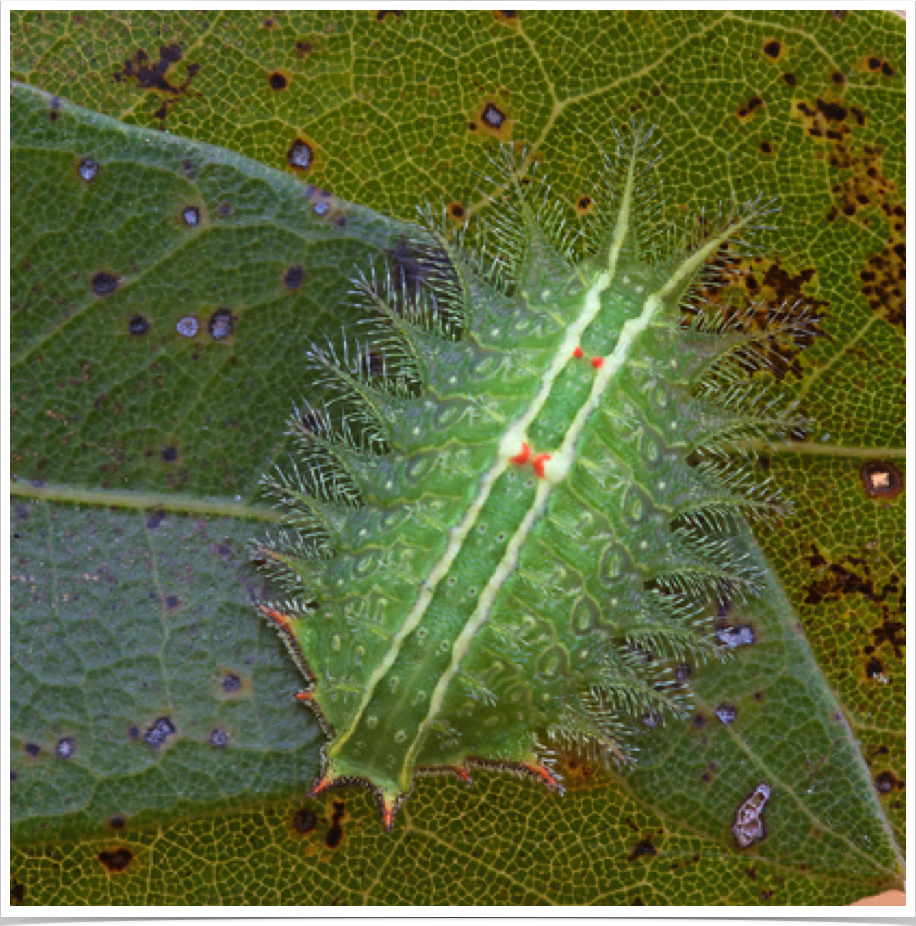 Isa textula
Crowned Slug
Covington County, Alabama